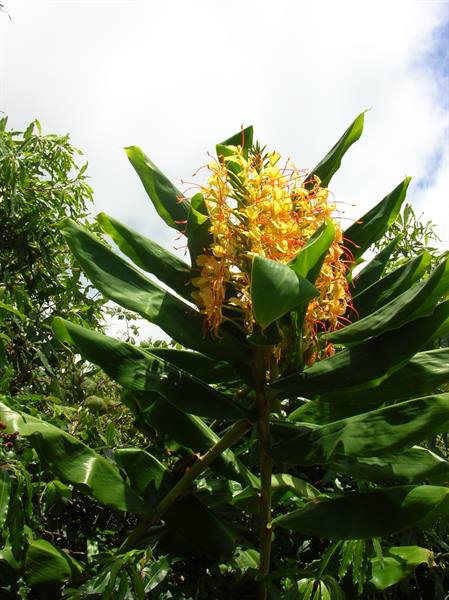 Fiore del ginger