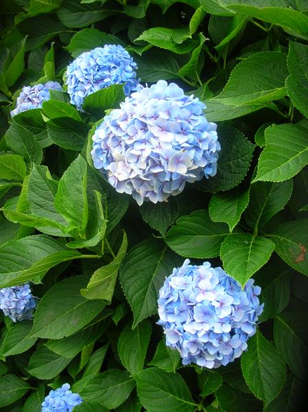 ORTENSIE