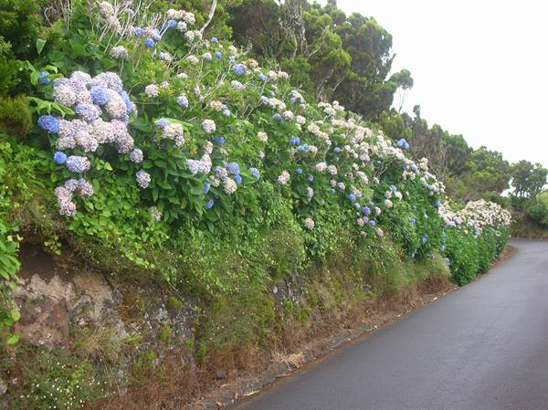 viale di ortensie