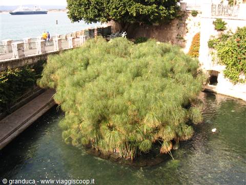 Siracusa:la fonte Aretusa