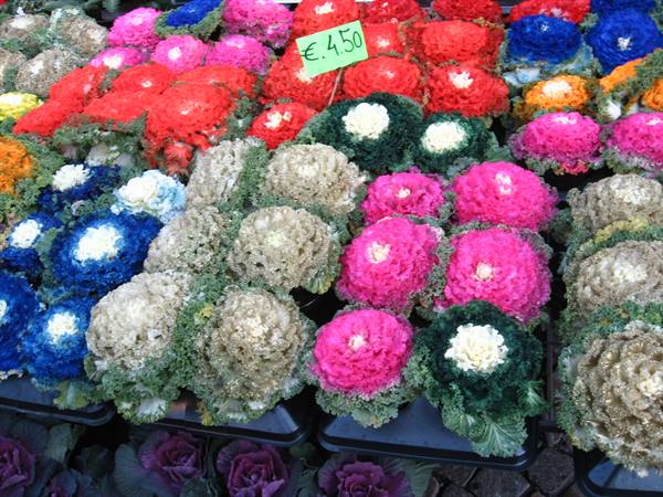 Trento : i colori della festa