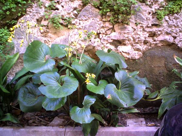 fiori di febbraio
