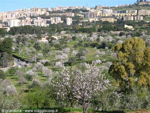Il Mandorlo in fiore