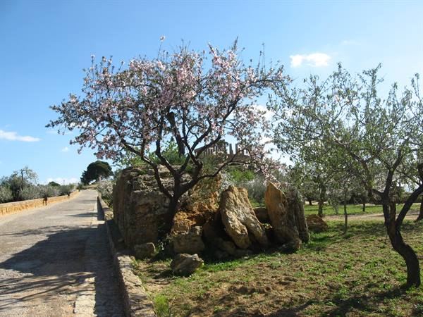 Tempio di Giunone