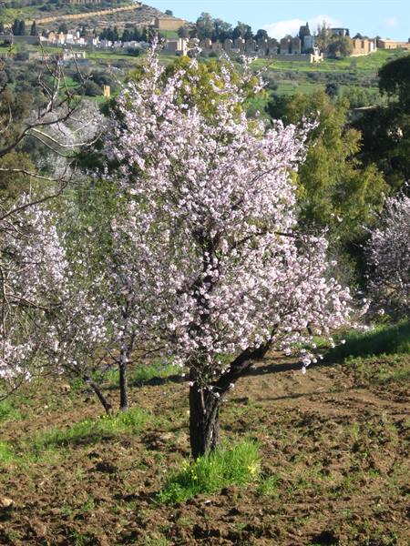 Il Mandorlo in Fiore