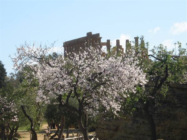esplosione di fiori