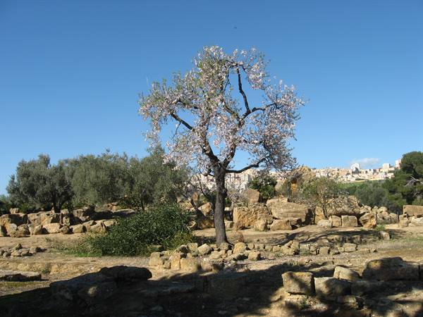 Mandorlo in fiore