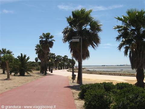 palme sul lungomare