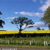 Culross - Verde Giallo Blu REGNO UNITO 