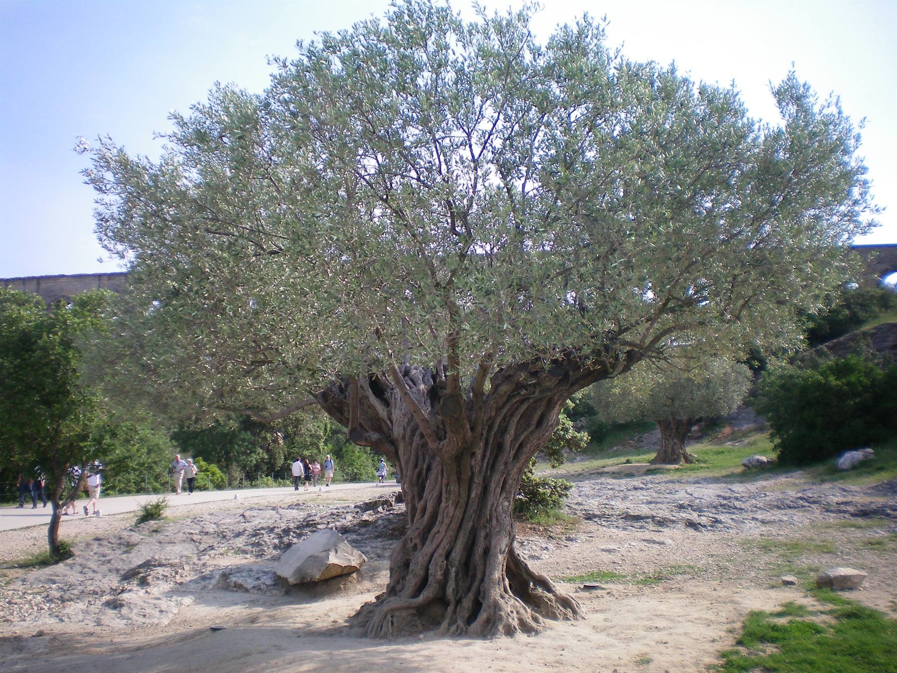 ulivo secolare