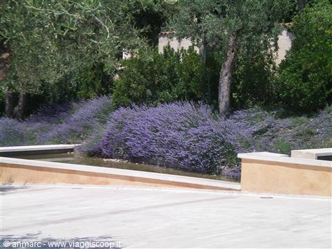 lavanda