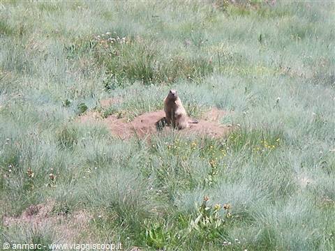 marmotta