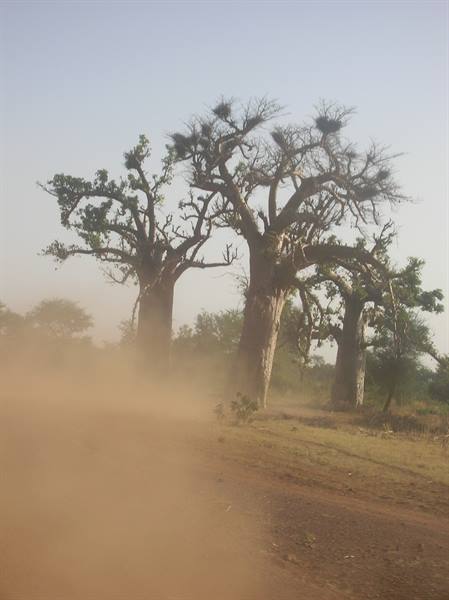 il baobab