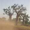 il baobab BURKINA FASO 