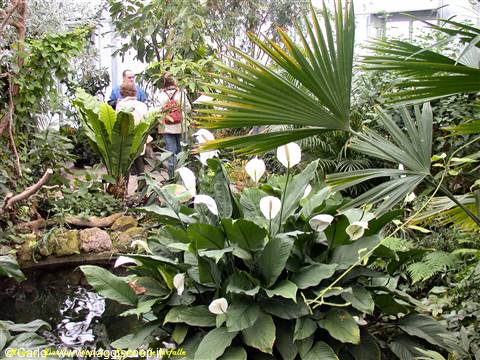 Mainau - Serra delle farfalle