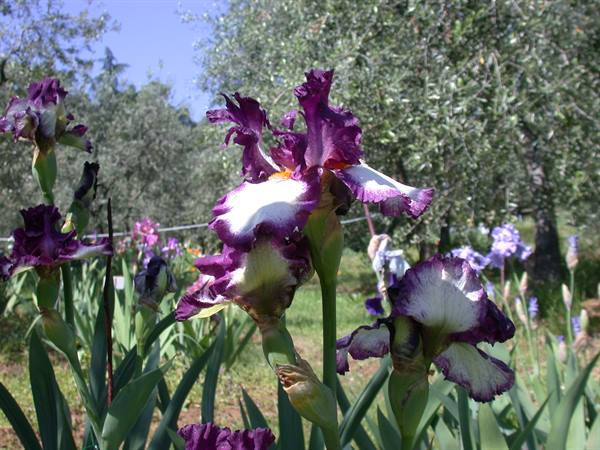 Firenze - Mostra degli Iris