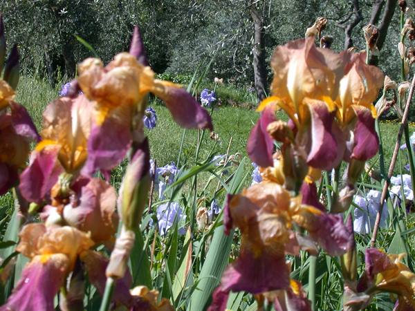 Firenze - Mostra degli Iris