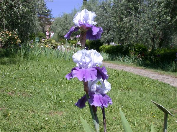 Firenze - Mostra degli Iris