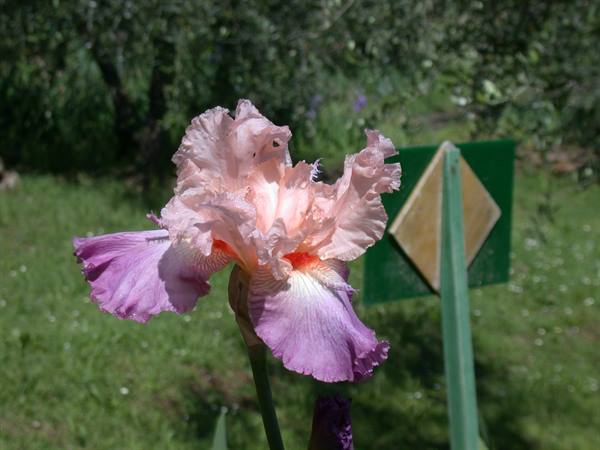 Firenze - Mostra degli Iris