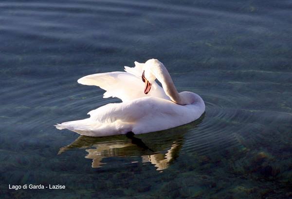Lago di Garda - Lazise