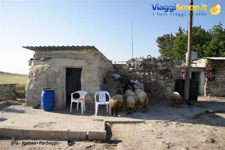 Siria - Apamea - le terme