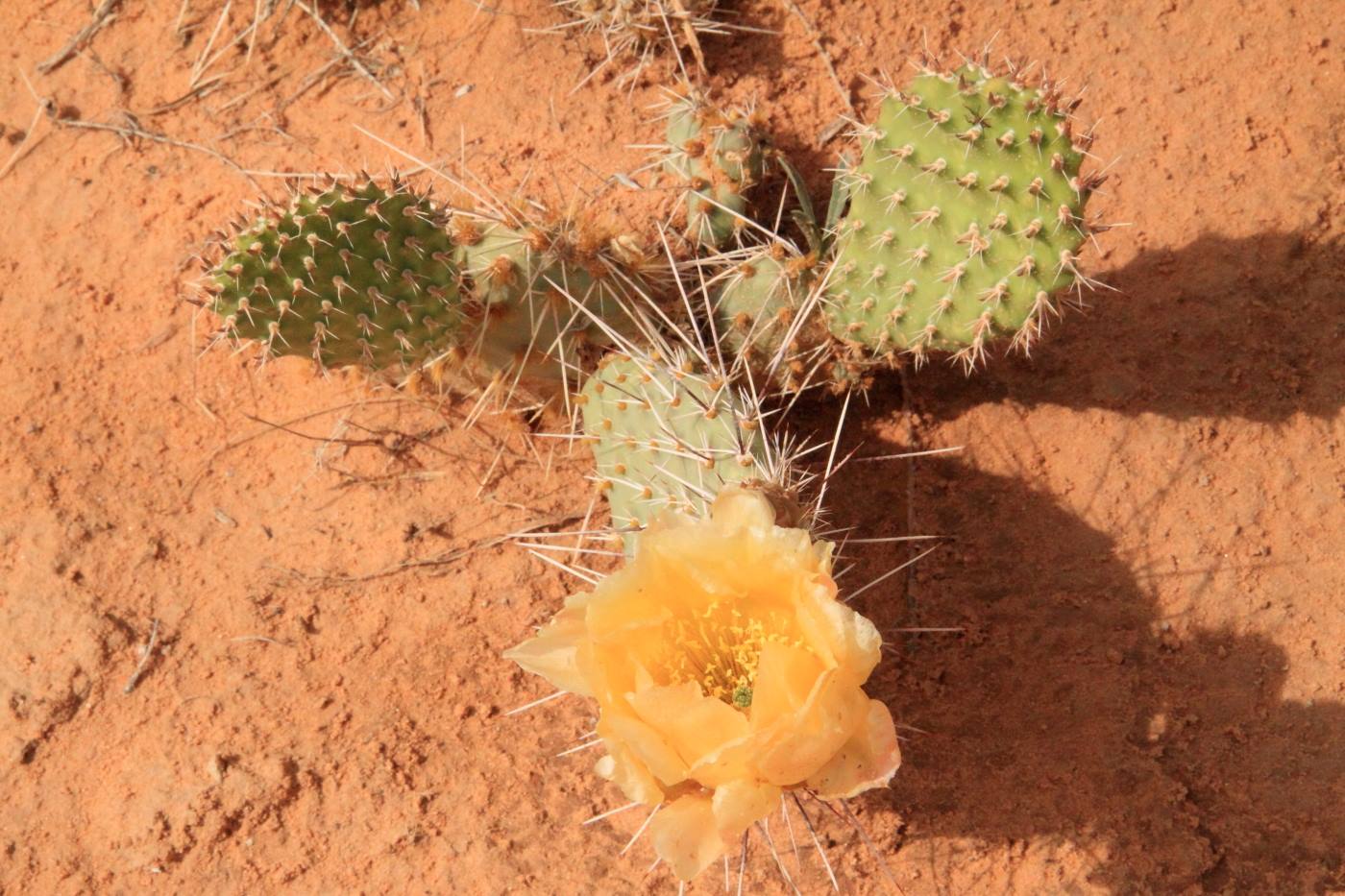 Arches National Park
