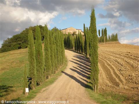 Viaggio trai vigneti
