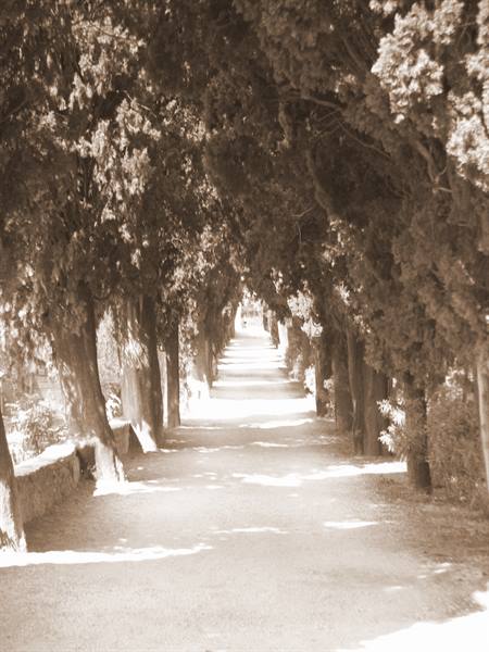 viale alberato