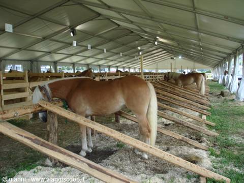 Esemplari haflinger in mostra