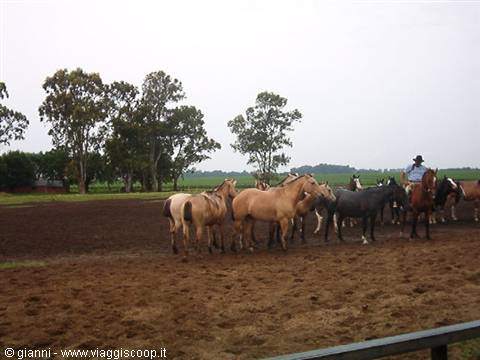 Gaucho e cavalli.