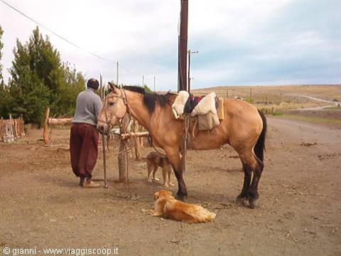Caballo criollo, la razza argentina