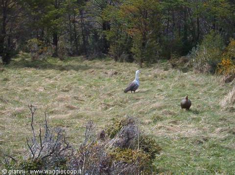 Coppia di quoquenes.