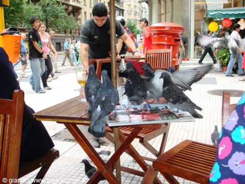 Piccioni in Calle Florida.