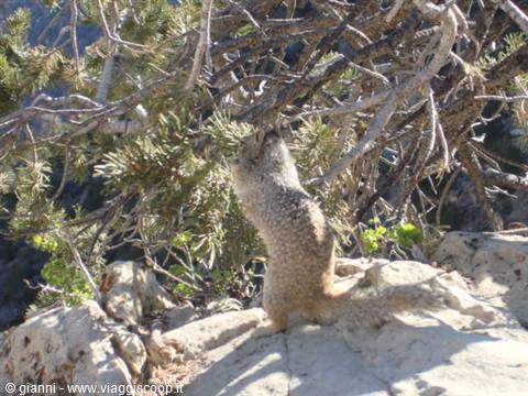 Fauna locale: molto mimetizzata.