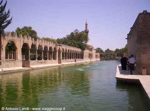 Sanli Urfa, la vasca con le carpe sacre
