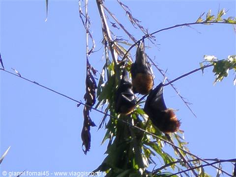 Flying fox