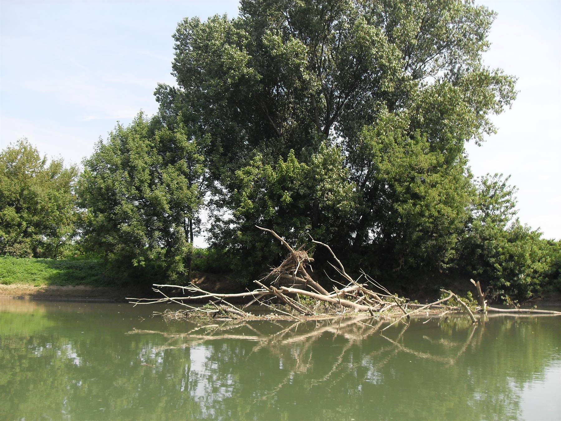 Rami secchi caduti nel fiume verde, riflessi tra alberi fitti