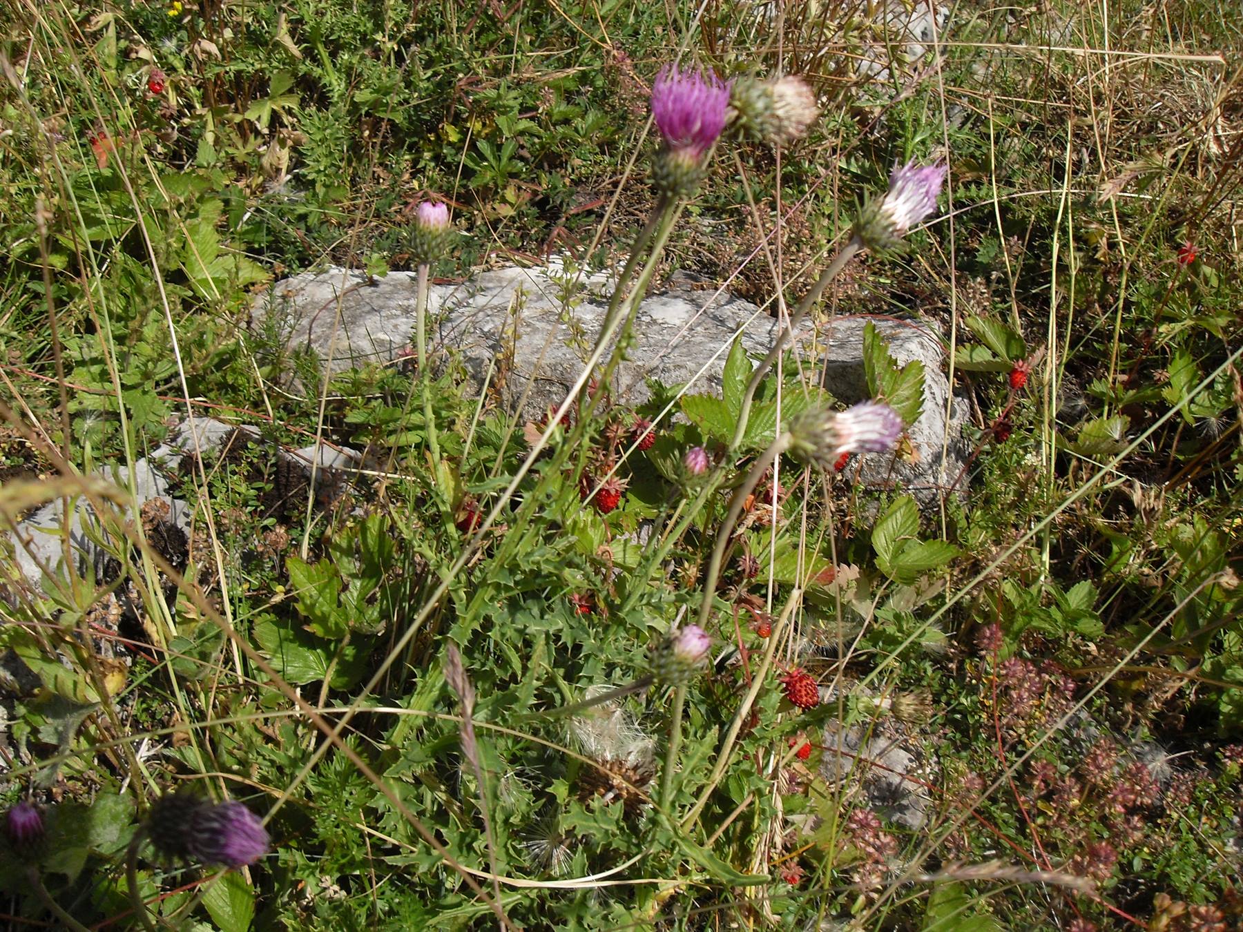 fragole ristoratrici