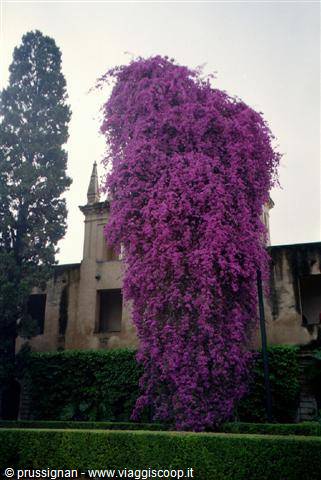 Bouganville