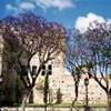 jacaranda a Jerez SPAGNA 