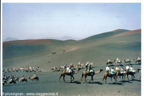 Cammelli sul Timanfaya