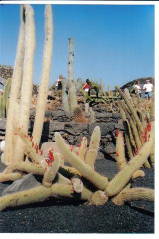 Jardin de Cactus