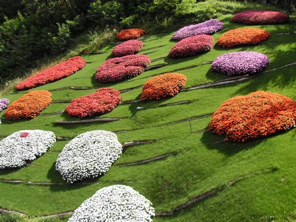 tavolozza di colori profumati sulla collina