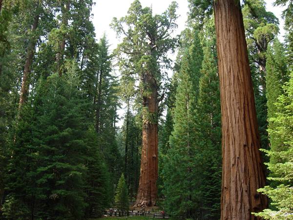Generale Sherman - Sequoia National Park 