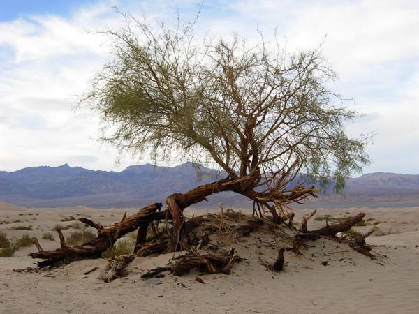 Dune di sabbia - Death Valley