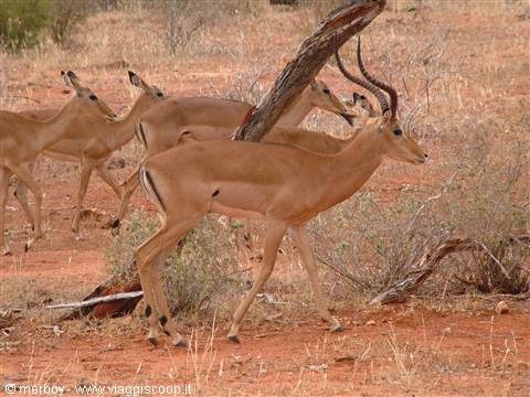 Safari - Tsavo Est