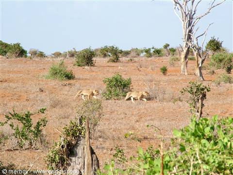 Safari - Tsavo Est