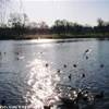 The Serpentine ad Hyde Park REGNO UNITO 