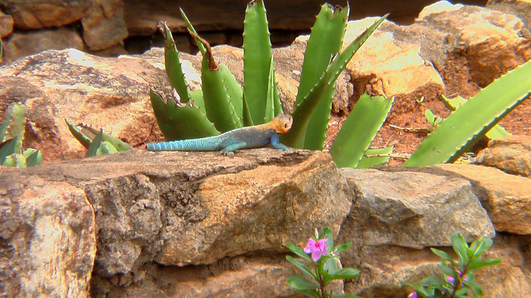 Tsavo East: lucertolina
