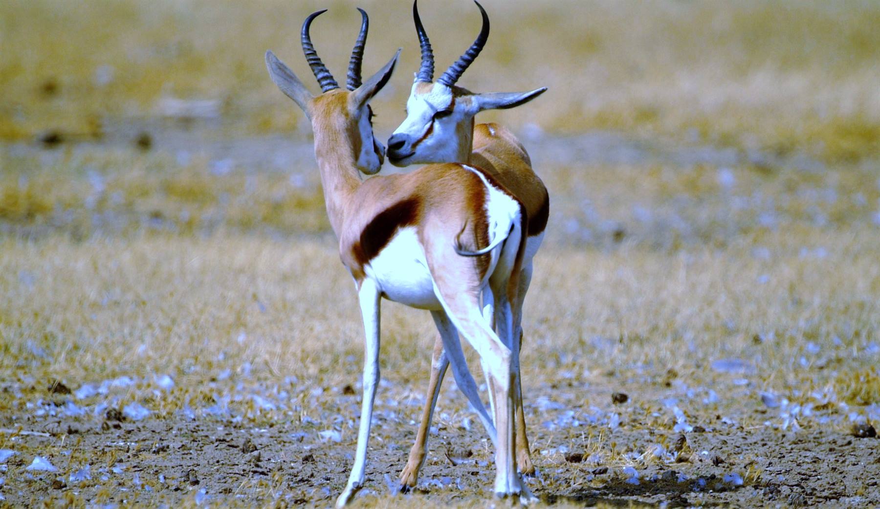 Tsavo East Antilopi